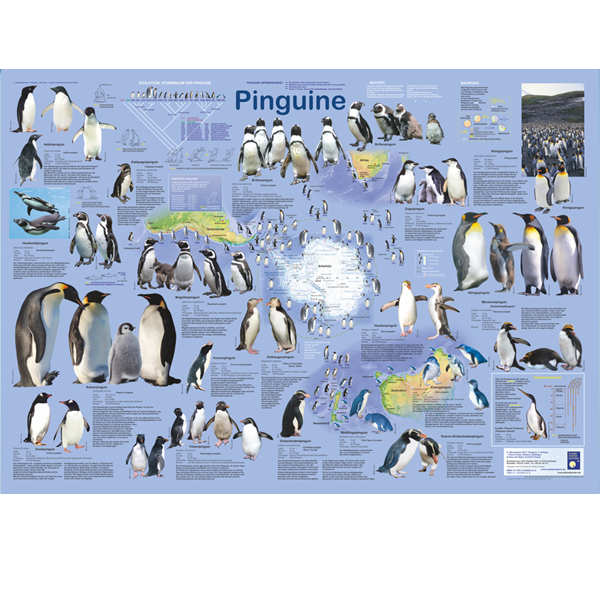 Bio-Poster "Pinguine"